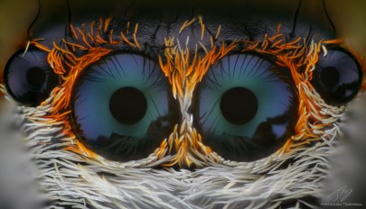 Salticidae2.jpg