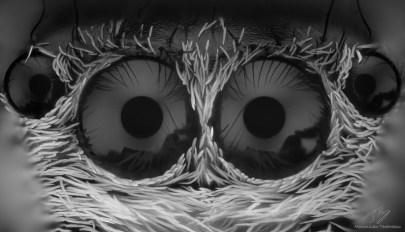Salticidae2BW.jpg
