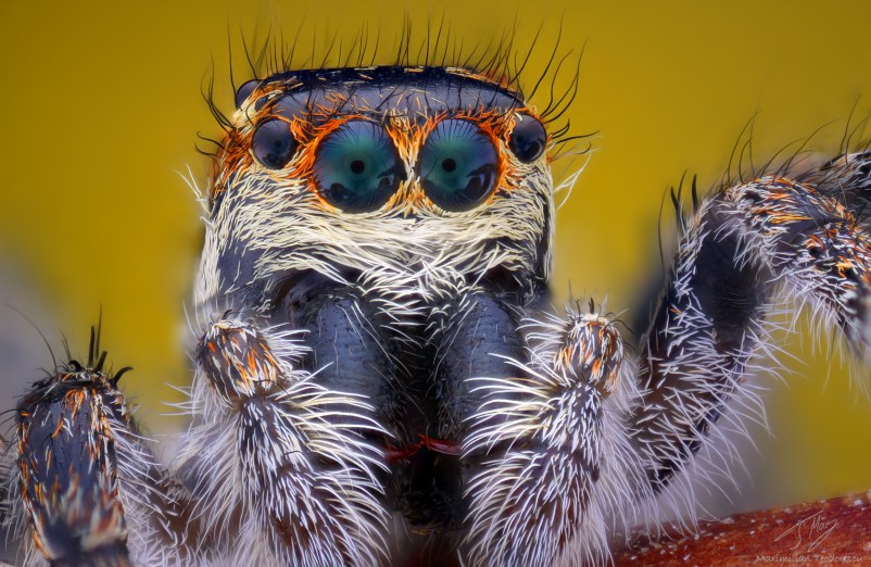 Salticidae3.jpg