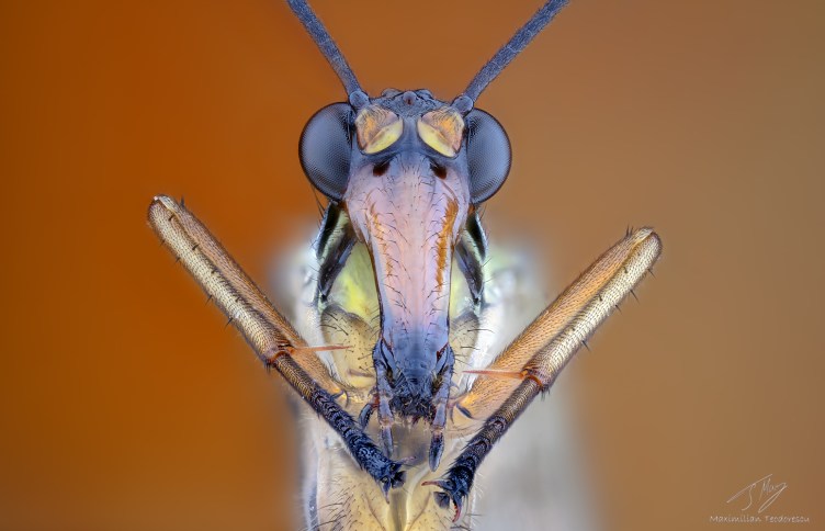 Scorpionfly.jpg