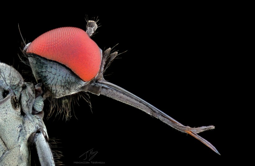 small fly.jpg