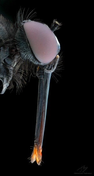 small fly2.jpg