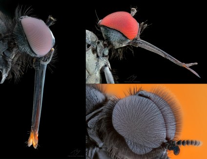 Some flies.jpg