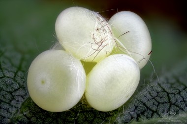 Stauropusfagieggs.jpg