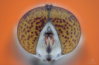 Syrphidae2.jpg