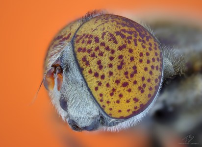 Syrphidae3.jpg