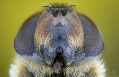 Syrphidae4.jpg