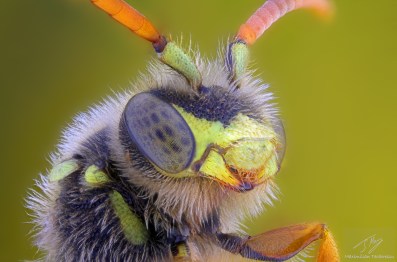 yello wasp.jpg