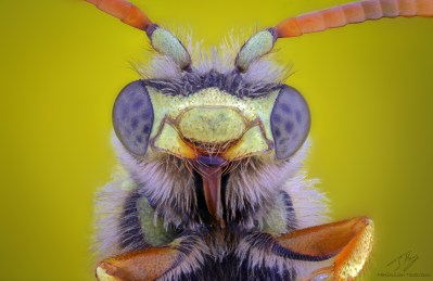 yellow wasp2.jpg