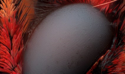 Zerynthia polyxena eye.jpg