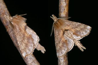 Pterostoma palpina.jpg