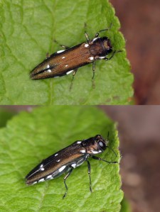 Agrilus ater.jpg