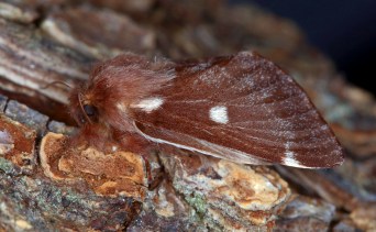 E lanestris Nov28.jpg