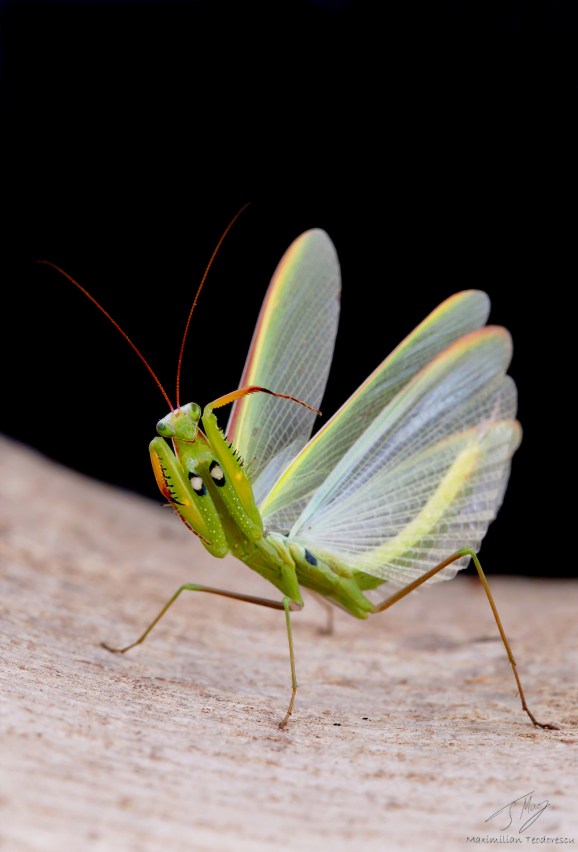 Mantis religiosa 1.jpg
