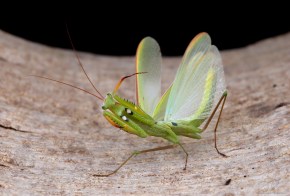 Mantis religiosa 2.jpg