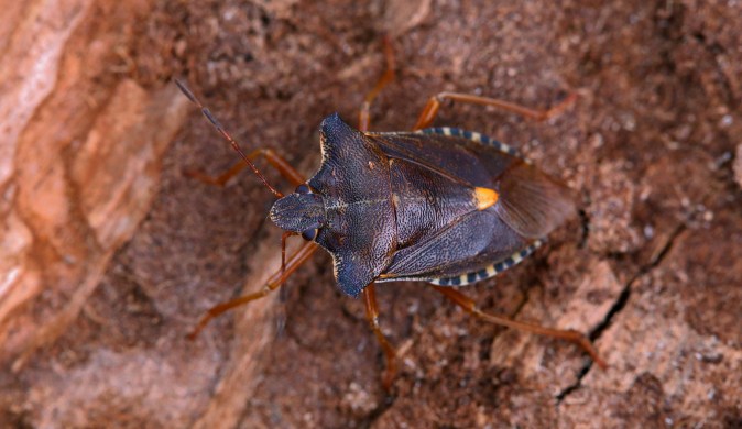 Pentatoma rufipes.jpg