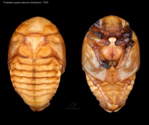 Protaetia cuprea obscura pupae.jpg