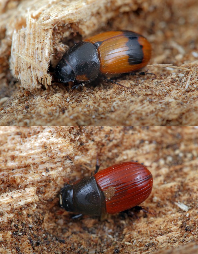 Aphodius1.jpg