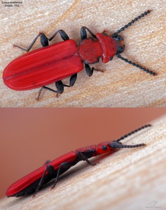 Cucujus cinnaberinus.jpg