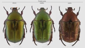 Protaetia cuprea.jpg